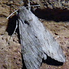 Convolvulus Hawk Moth (female)