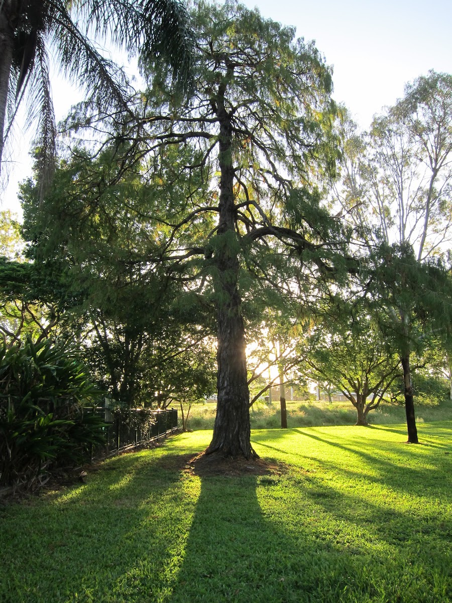 Australian Cypress sp.