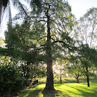 Australian Cypress sp.