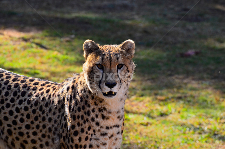 Cheata | Lions, Tigers & Big Cats | Animals | Pixoto