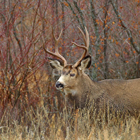 Mule Deer Buck by Denise Johnson - Animals Other
