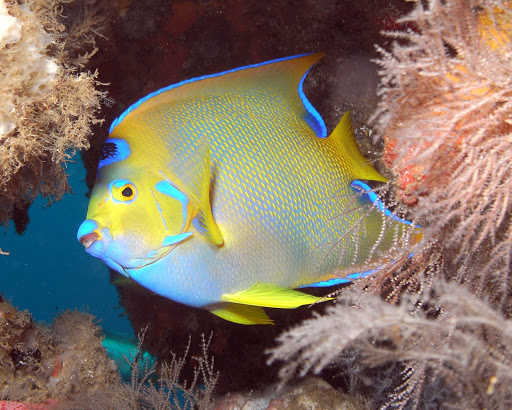 A tropical fish in the reef  on St. Vincent and the Grenadines.