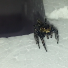 male jumping spider