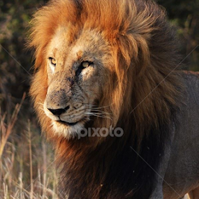 Kruger trip 2014 Mei. by Marissa van Heerden - Animals Lions, Tigers & Big Cats