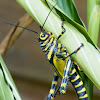 Giant Grasshopper Nymph