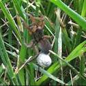 Wolf Spider