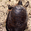 Florida Softshell turtle