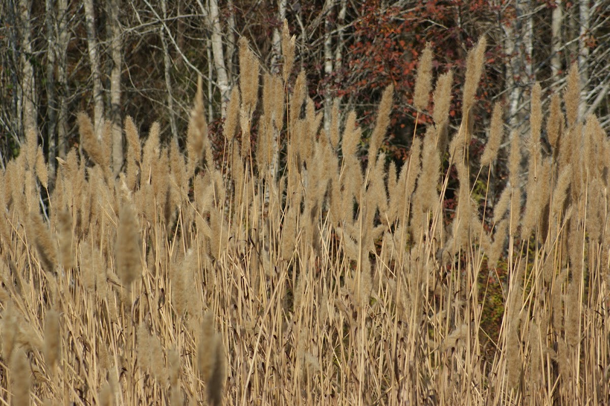 Giant Plume Grass
