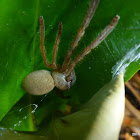 Huntsman Spider