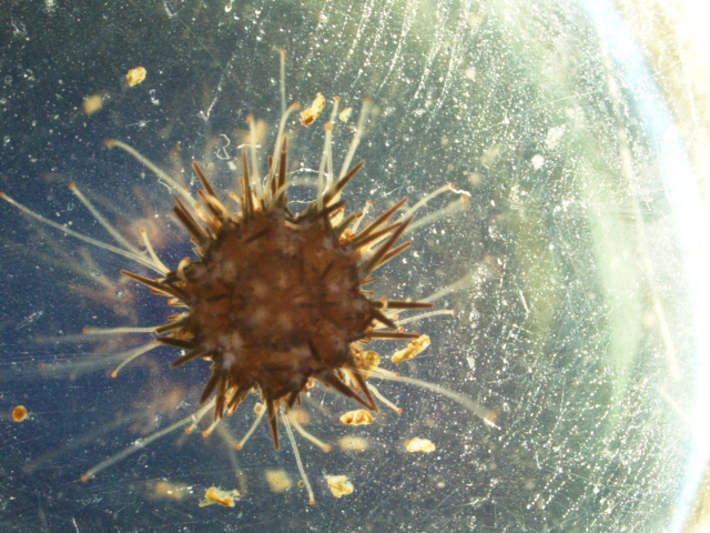 Ourizo (gl), erizo de mar (es), Sea urchin (uk)