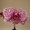 Orquídea  Phalaenopsis