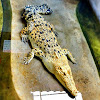 saltwater/estuarine crocodile