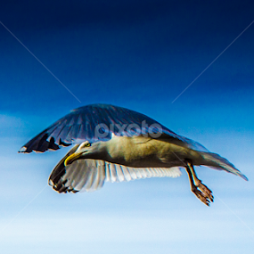 Seagull In Flight by Dylan Barlow - Novices Only Wildlife