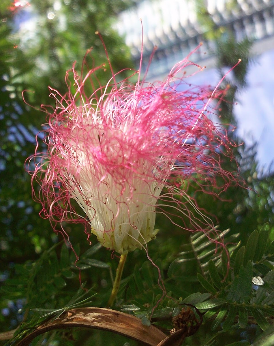 Pink Silk Tree