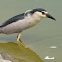 Black-crowned Night Heron 夜鹭