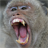 The Monkey App! (classic) logo