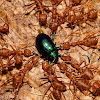 Jewel bug eaten by weaver ants