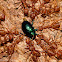 Jewel bug eaten by weaver ants