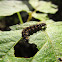 Haploa Moth Caterpillar