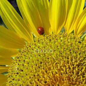 Find yourself in the Sun! by Linda Hackney - Flowers Single Flower