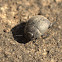 Frantic Tortoise Beetle (Koffiepit)