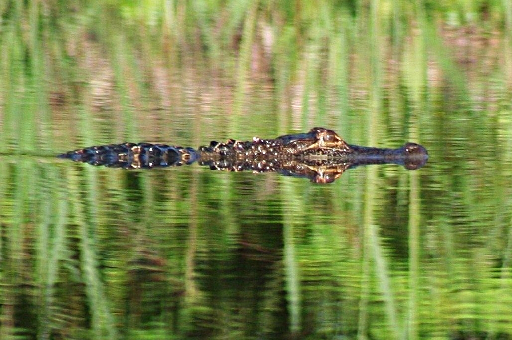 American Alligator