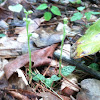 Rattlesnake plantain