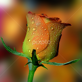 Tawny rose by Biljana Nikolic - Flowers Single Flower