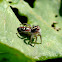 Jumping Spider