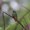 Rufus tail humingbird