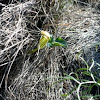 Arisarum vulgare