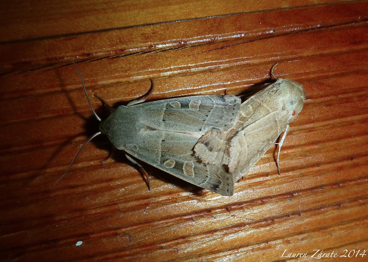 Noctuid Moths Mating