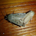Noctuid Moths Mating