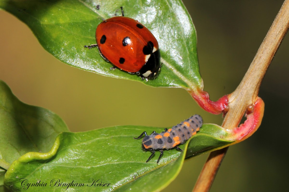 Spotless Lady Beetle larvae and Seven-spotted Lady Beetle
