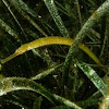 Seaweed pipefish