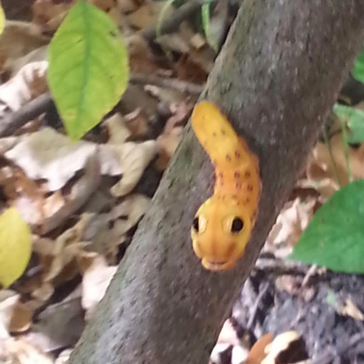 Spicebush Swallowtail caterpillar