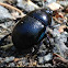 dung beetle