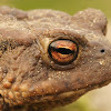 Common European toad