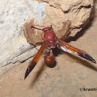 Red Potter Wasp