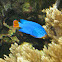 Orangetail blue damselfish