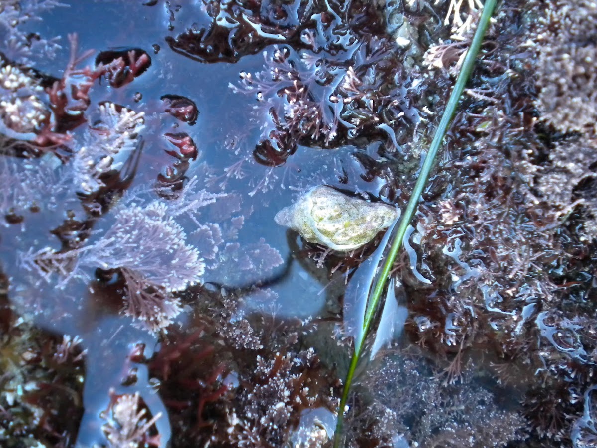 (Green) Hermit Crab