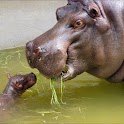 Baby Hippo Wallpapers logo