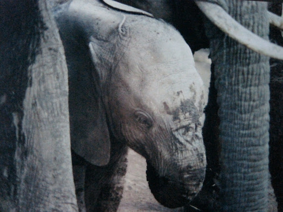 African Elephant | Project Noah