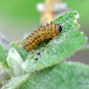 Shiny Flea Beetle (larva)