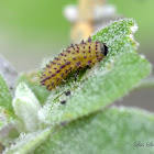 Shiny Flea Beetle (larva)