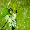 dragonflies mating