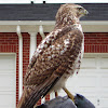 Red-tailed Hawk on car with prey