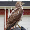 Red-tailed Hawk on car with prey