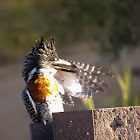 Giant Kingfisher