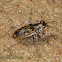 Rounded-thorax Tiger Beetle